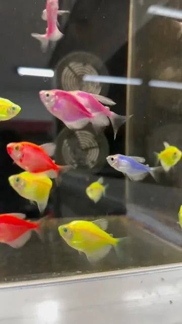 Le vasche del reparto acquariologia
