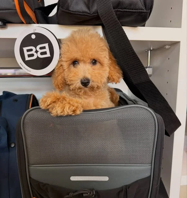 Un barboncino toy appena toelettato, nel trasportino