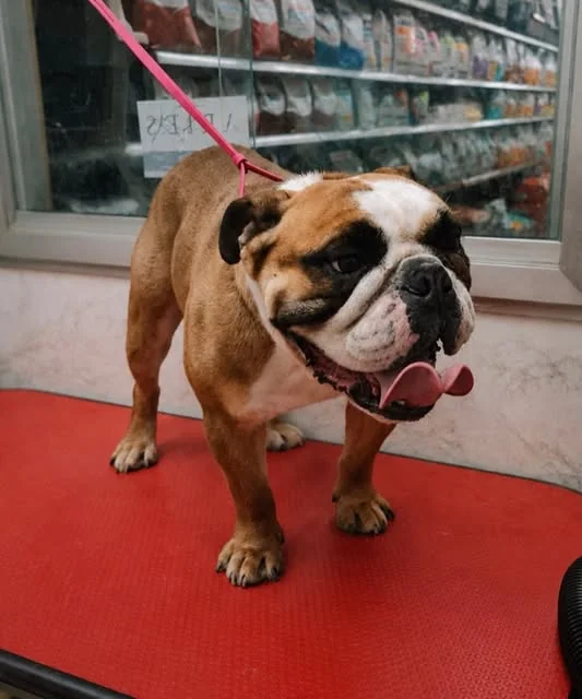 Lo scaffale degli alimenti per cani e gatti