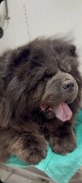 Un chow chow sul tavolo di toelettatura, su un asciugamano