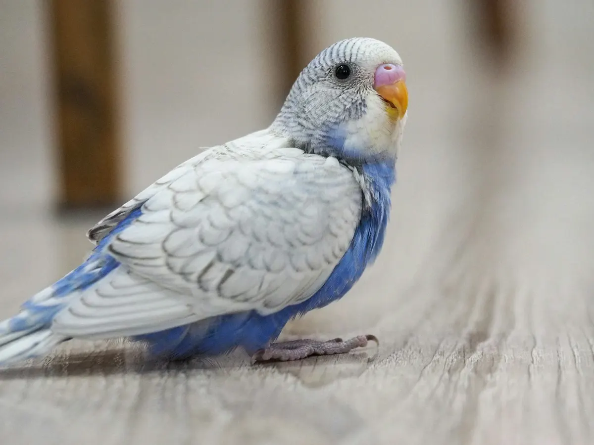Un pappagallino azzurro