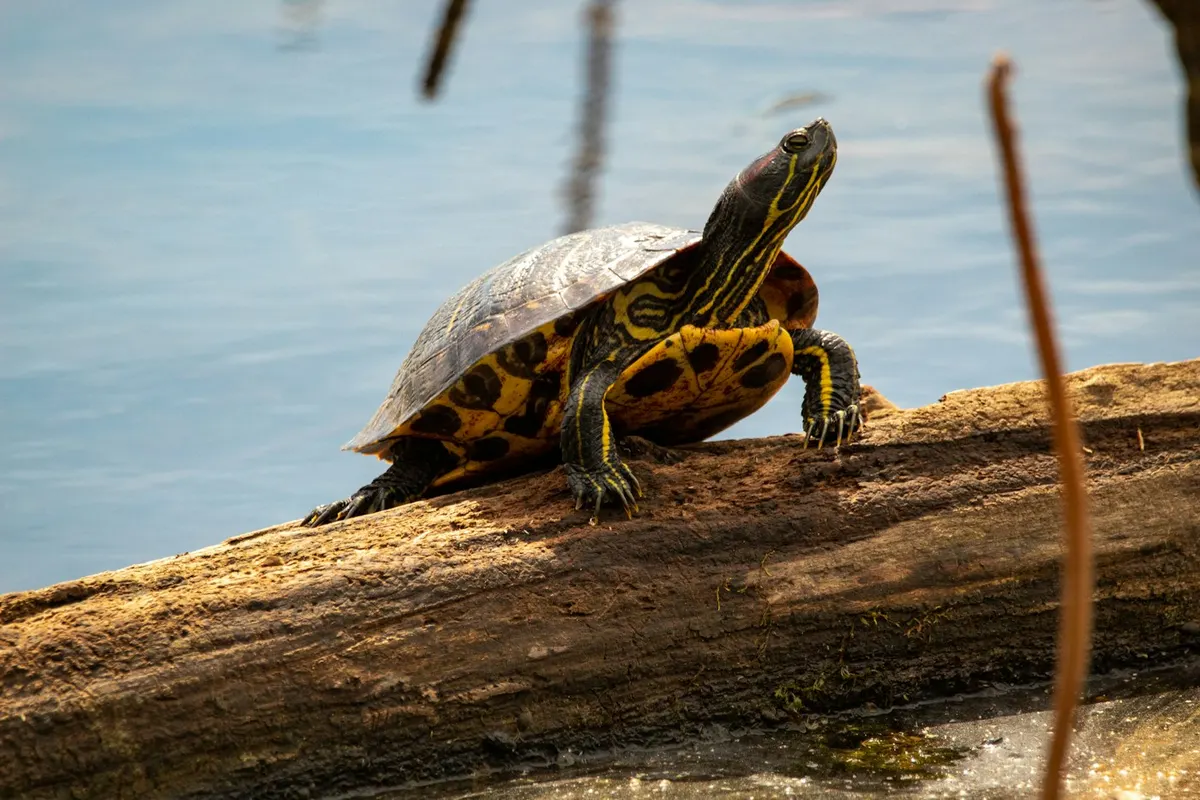 Una tartaruga d’acqua su un tronco